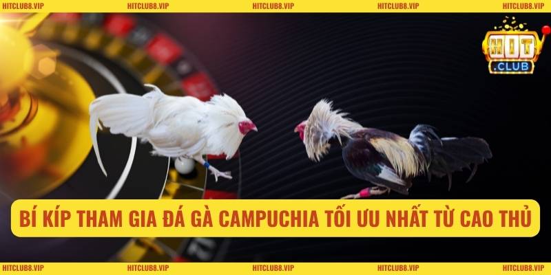 Bí kíp tham gia đá gà campuchia tối ưu nhất từ cao thủ