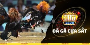 Đá Gà Cựa Sắt