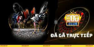 Đá gà trực tiếp online
