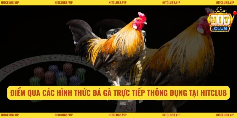 Đá Gà Trực Tiếp Online Tại Hitclub: Theo Dõi Chuẩn Nét 2 Điểm qua các hình thức đá gà trực tiếp online thông dụng tại Hitclub