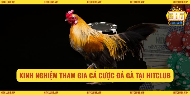Kinh nghiệm tham gia cá cược đá gà tại Hitclub