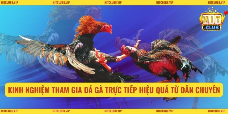 Kinh nghiệm tham gia đá gà trực tiếp hiệu quả từ dân chuyên