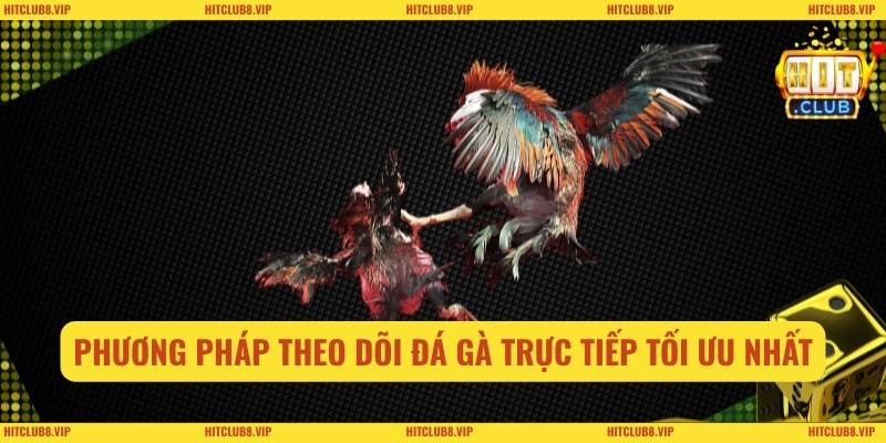 Phương pháp theo dõi đá gà trực tiếp tối ưu nhất