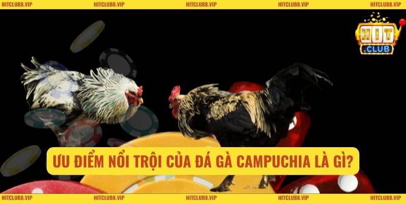 Ưu điểm nổi trội của đá gà campuchia là gì?