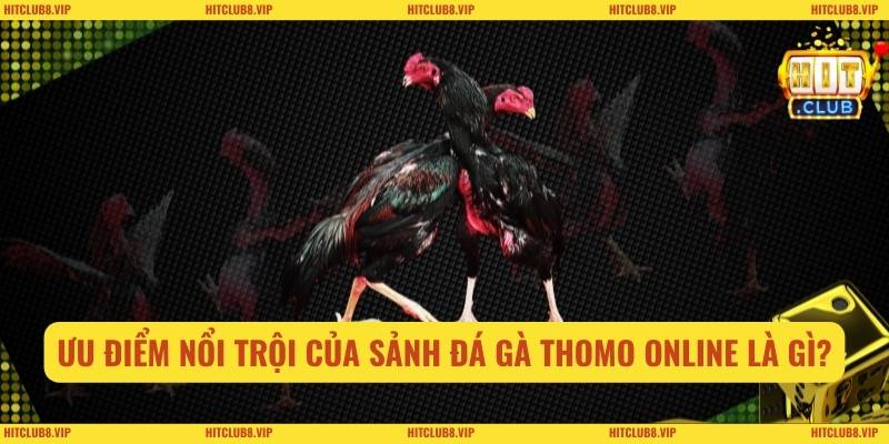 Ưu điểm nổi trội của sảnh đá gà thomo online là gì?
